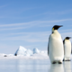 Image for article titled Biologists Confirm Penguins Totally Holding It Down On The South Pole